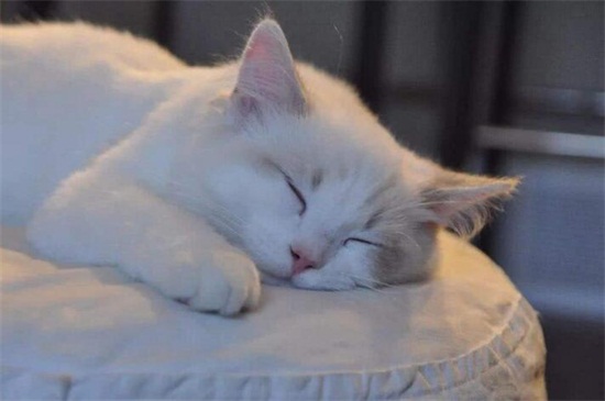 猫咪一年生几窝