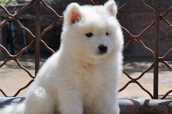养萨摩耶幼犬注意事项，让萨摩耶幼犬健壮成长的3个要点