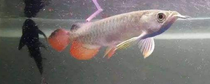 龙鱼胆小怕人怎么办