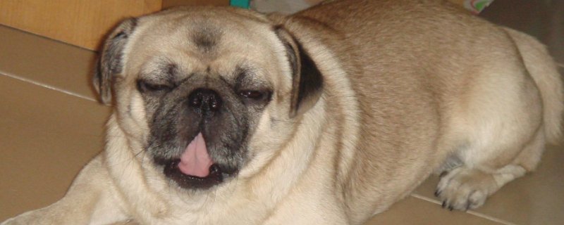 八哥犬耐寒吗
