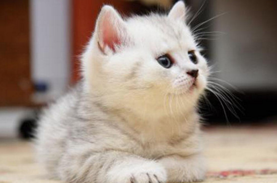 小猫头上长癣怎么办
