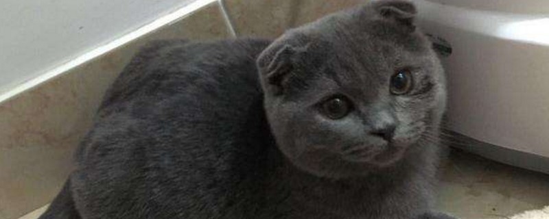 猫剃毛后如何快速长毛