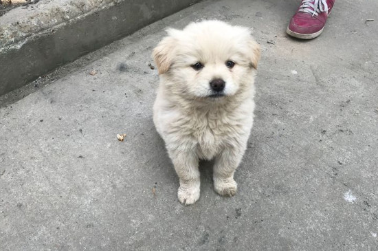 狗能吃吐司面包吗