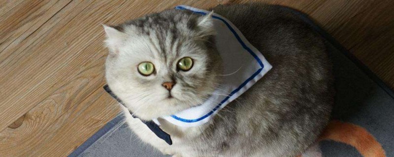 猫怀孕胎死腹中的表现