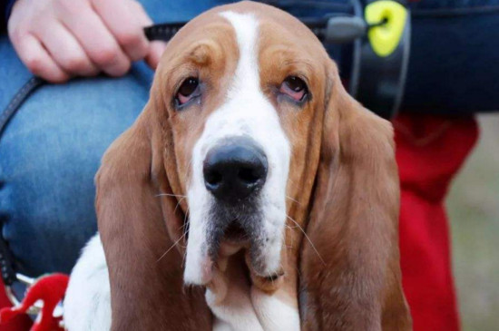 比格犬和巴吉度的区别，看耳朵就能一眼分辨出来