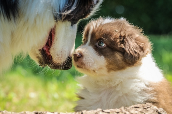 狗粮怎么喂幼犬