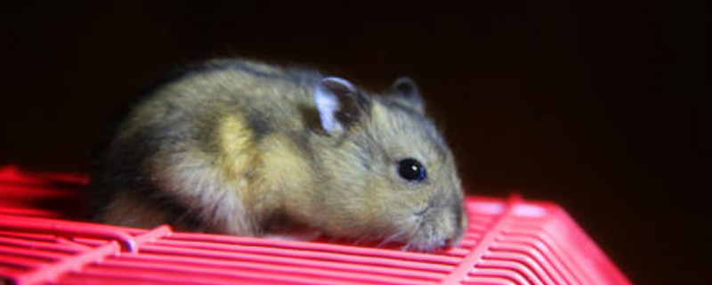 仓鼠在家里跑了会死吗