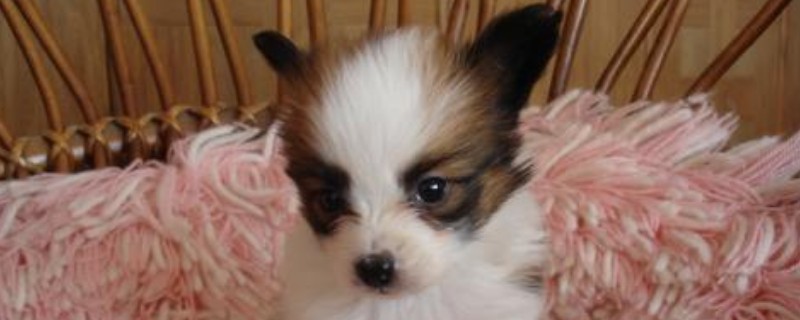 珍珠犬好养吗