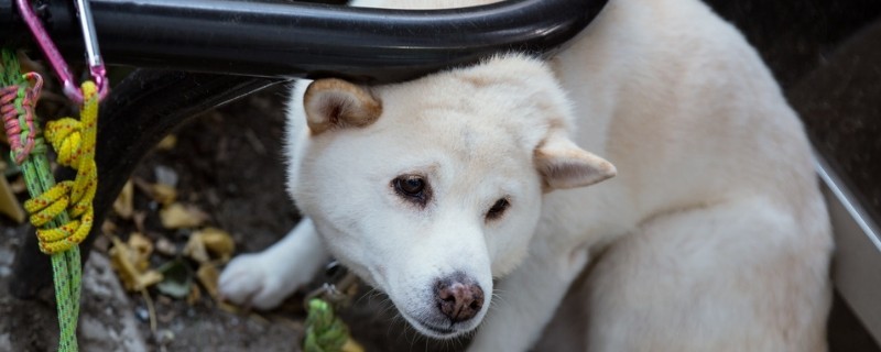 狗轻微抓了怎么办