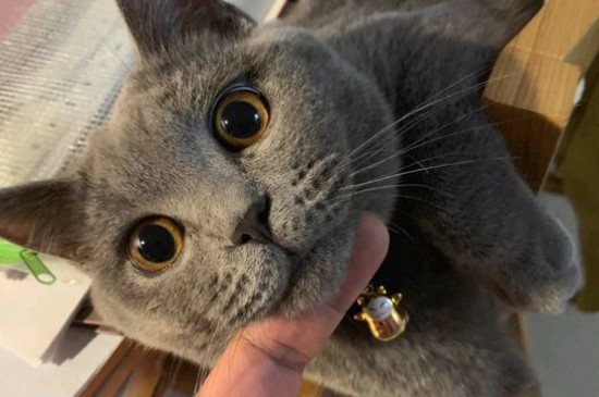 猫毛吸入人体怎么处理