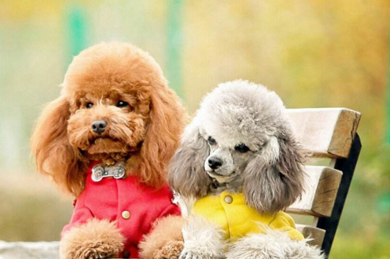 幼犬能吃干狗粮吗，泡软才能吃否则易咯伤肠胃