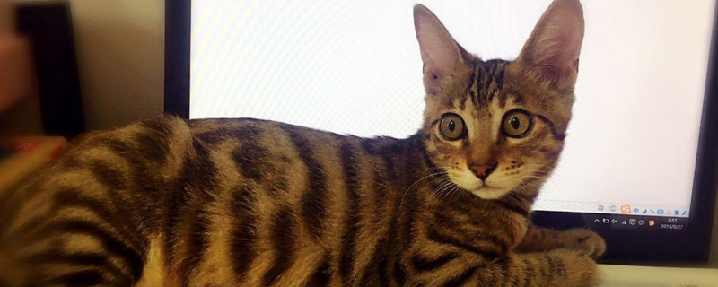 猫挨打以后呼吸急促