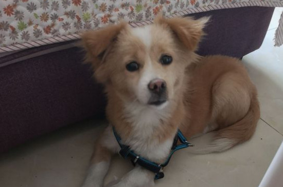 狗狗39度正常吗