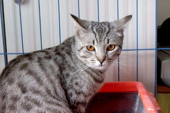 庆大霉素给猫怎么喂