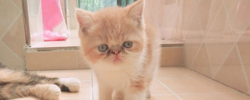 加菲猫喜欢人的表现