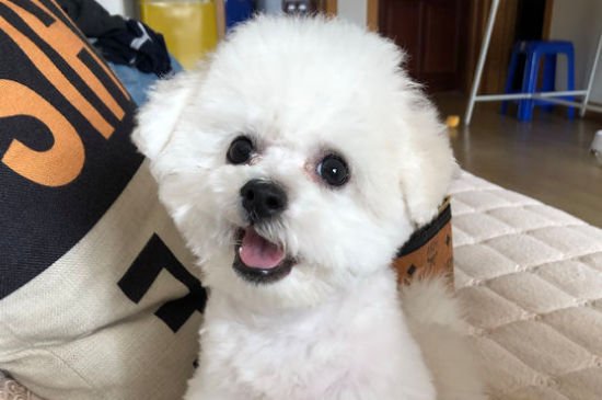比熊呕吐白色泡沫