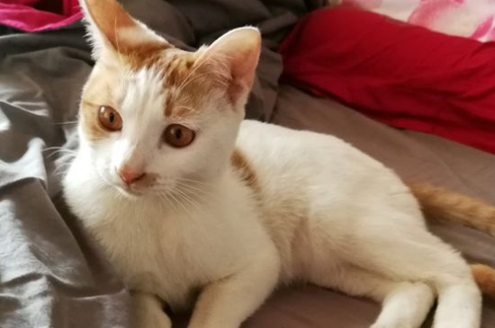 猫咪要死了有什么预兆