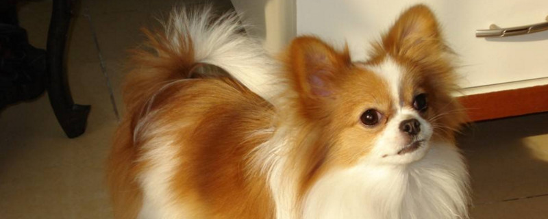 蝴蝶犬一般几个月换毛