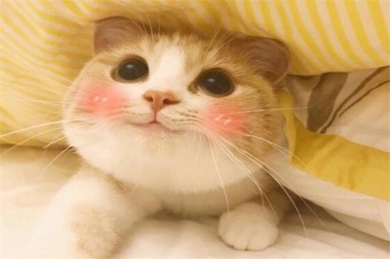 如何让猫失声