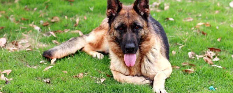德国牧羊犬为什么禁养