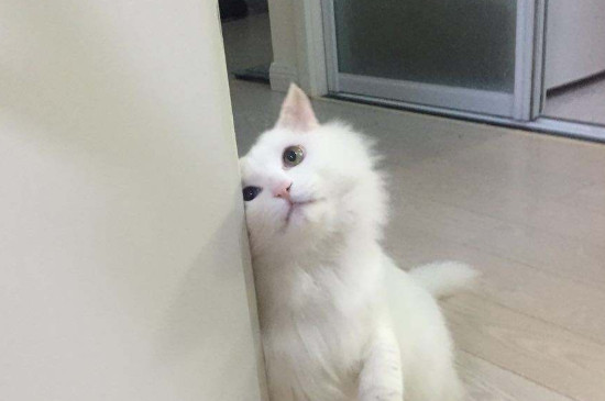 猫咪咳嗽像是卡了什么东西一样