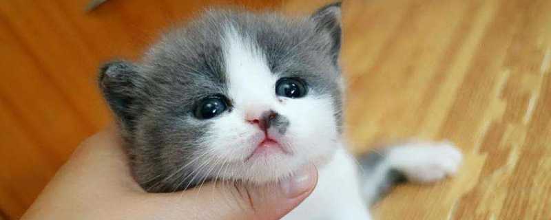 猫能不能吃鸭肉