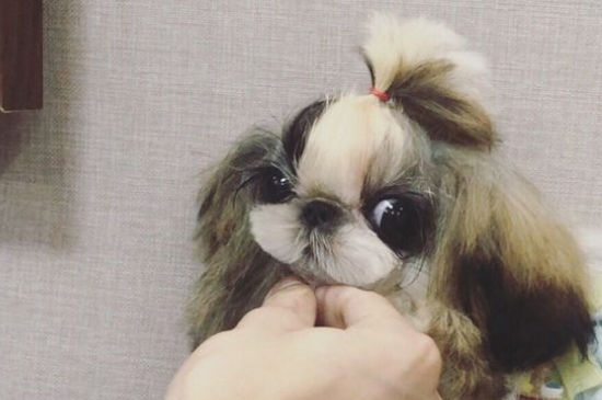 养西施犬的注意事项