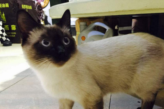 猫咪后腿拖着走路
