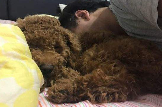 泰迪为什么睡觉要粘人，泰迪喜欢和主人一起睡的四种原因