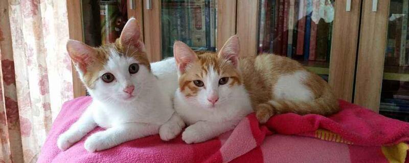 猫放家里几天不用管