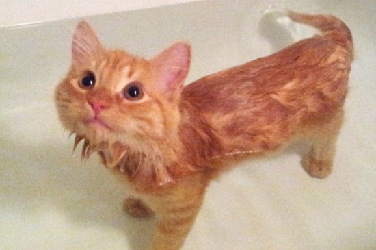 猫为什么弓着腰横着跳