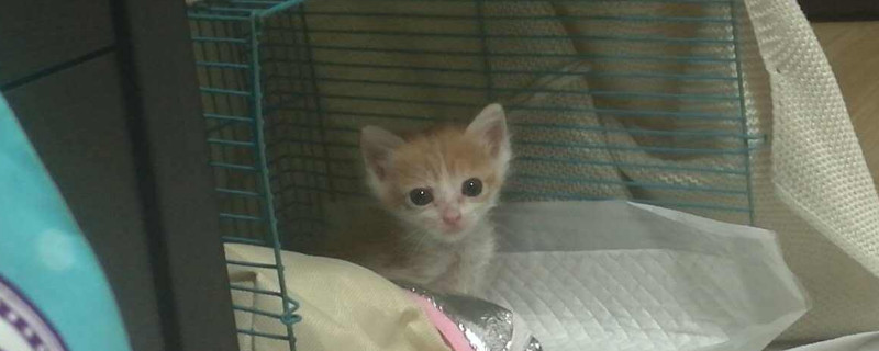 几天的小奶猫张嘴喘气
