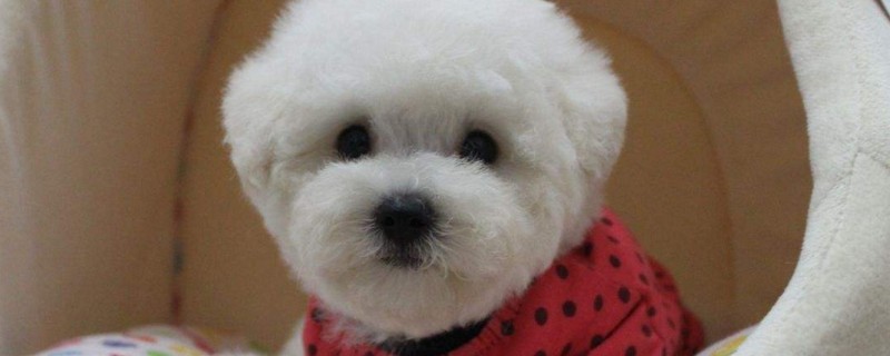 比熊犬的优缺点