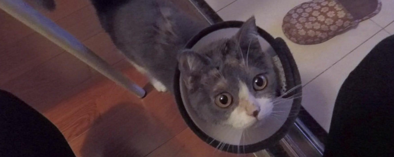 怎么判断猫藓在好转