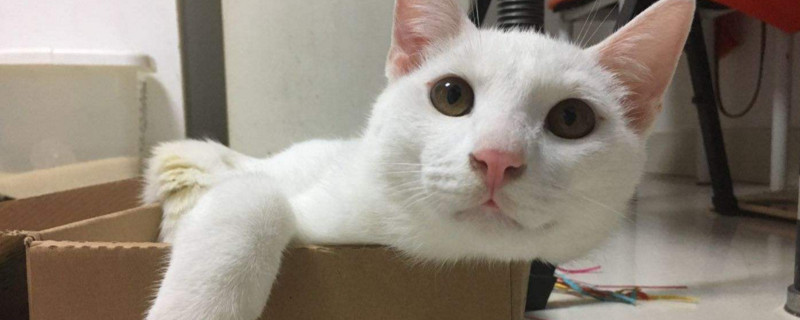 猫吃了驱虫药呕吐几天