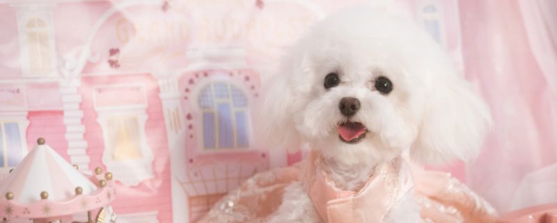 泰迪犬养多久才认主人
