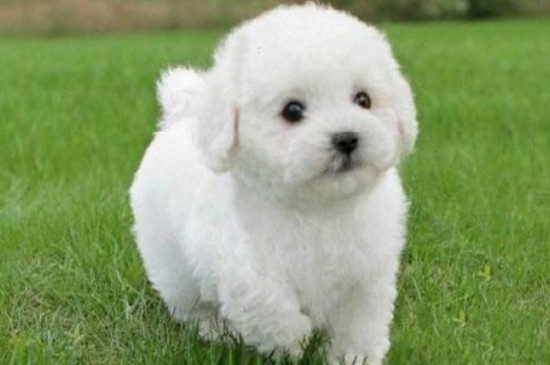 比熊犬和泰迪哪个好