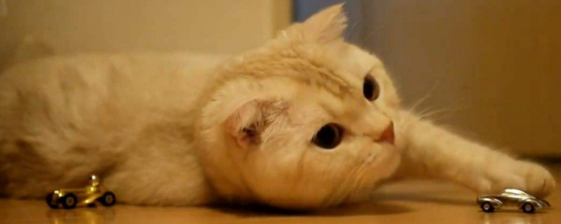 猫咪一个人在家会孤单吗