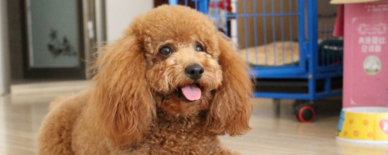 泰迪犬为什么喜欢日