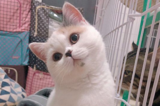 什么猫好养而且不贵