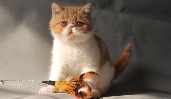 猫咪怎么安葬