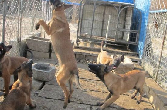 马犬流鼻涕治疗方法，喂消炎药保持通风环境以免病情加重