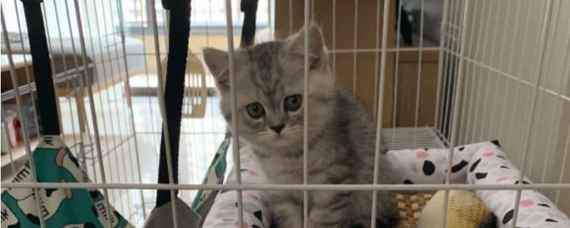 四个月的猫咪多少斤