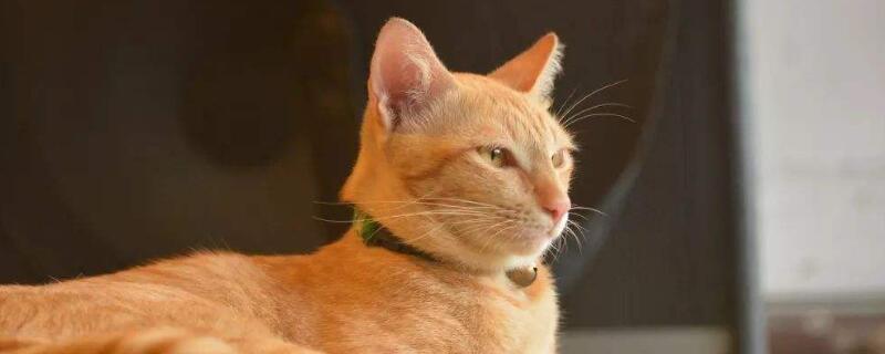 猫吃完饭为什么刨地