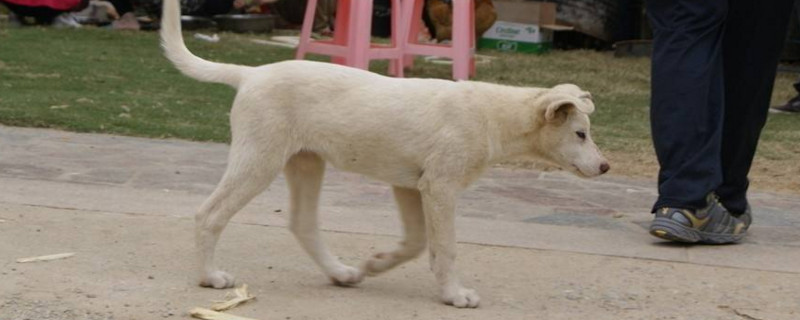 小狗打狂犬疫苗时间