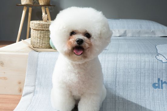 狗狗眼睛受伤能自愈吗