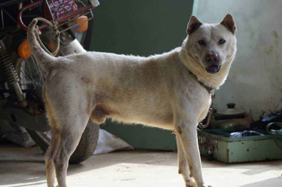 中华田园犬有哪些品种