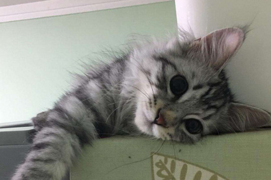 猫吃生的还是熟三文鱼