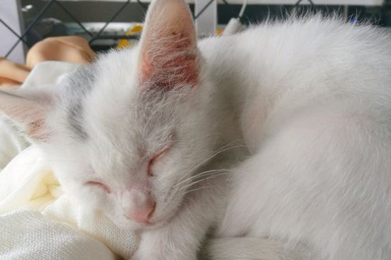 猫能喝酸奶吗