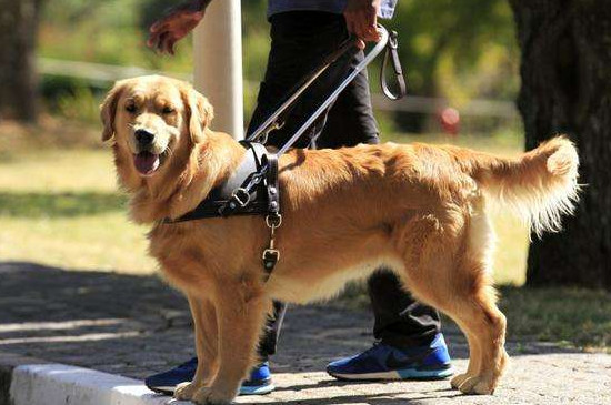 导盲犬怎么知道主人要去哪